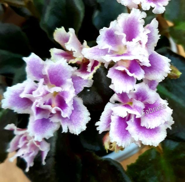 Heritage Frolic - AA violete africane de colectie