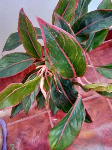 Agl. Crete - Aglaonema- varietati