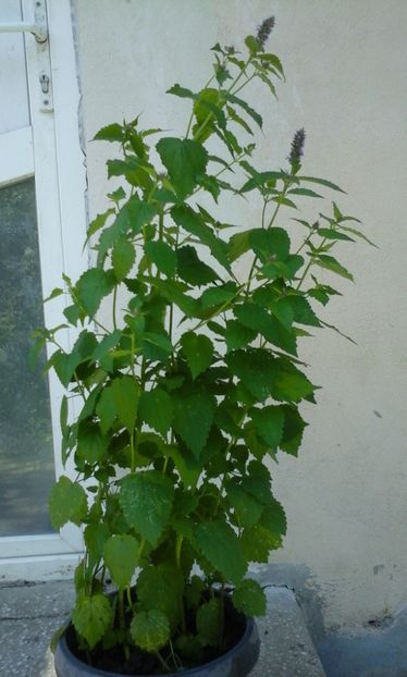Lopatus - Arbori si plante melifere