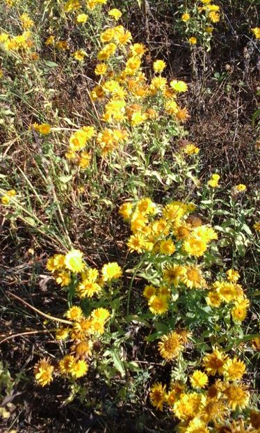 Arnica - Arbori si plante melifere