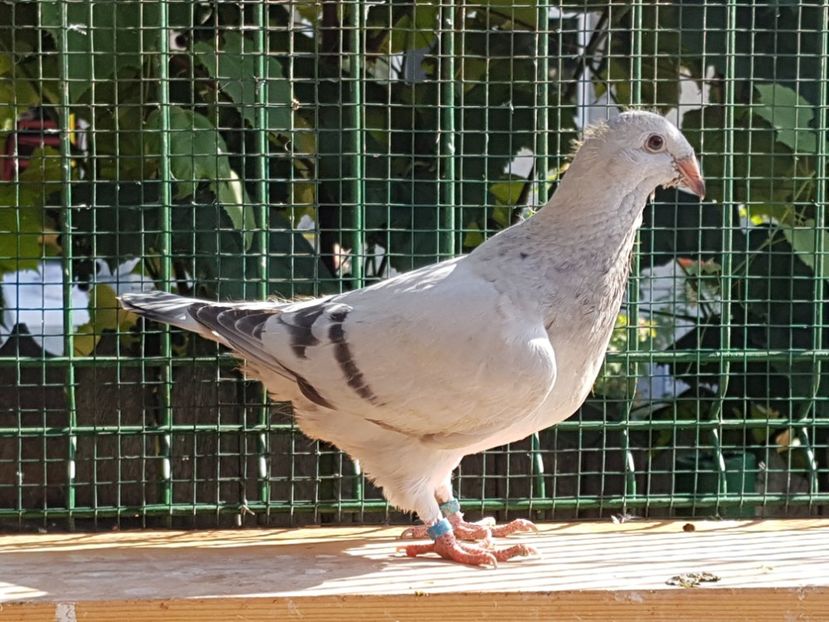 F-2018-4444-10 lire - 0-VRdF-TINERET-2018