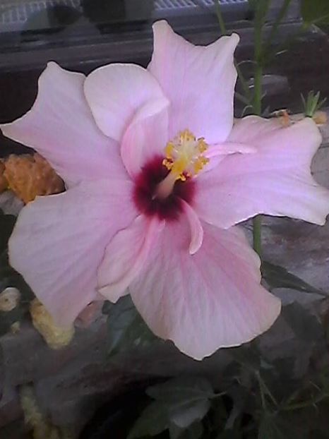 Photo1762 - Hibi 2018