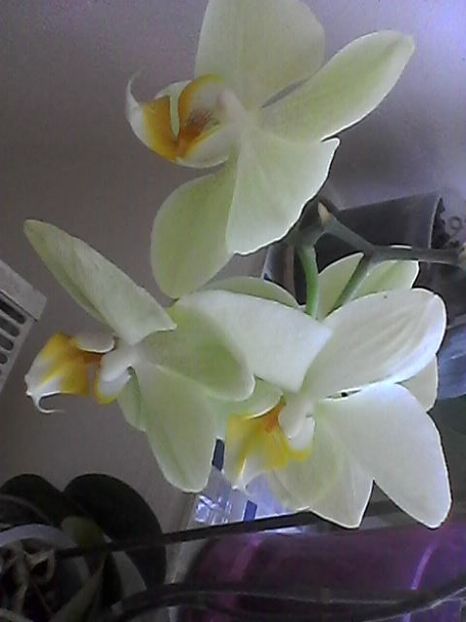 Photo1749 - Floricele 2018