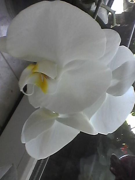 Photo1750 - Floricele 2018