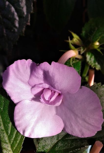 lllioy - achimenes tx b j