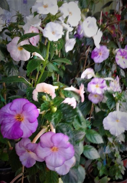 albicr5 - achimenes tx b j
