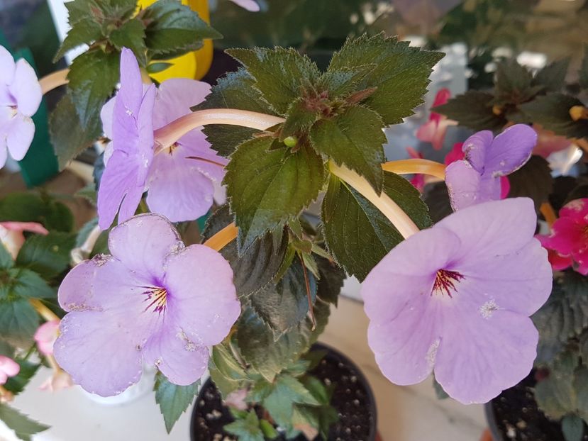 Forget me not - Achimenes 2018