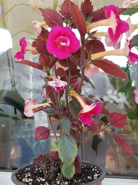 - Achimenes 2018