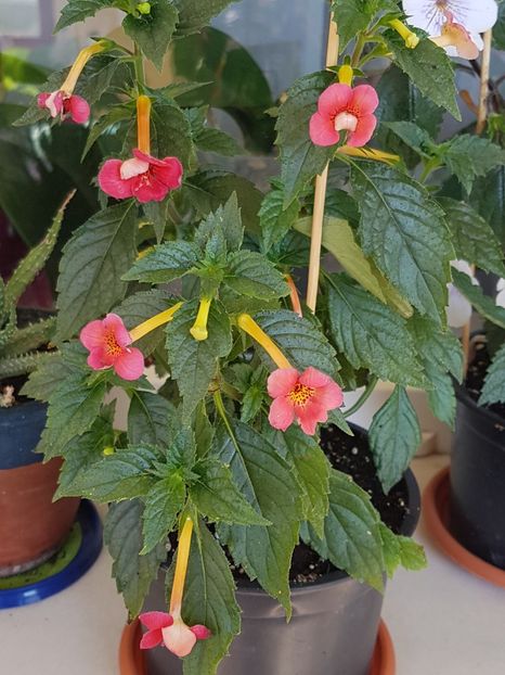 Nero - Achimenes 2018