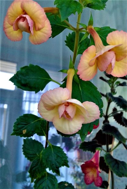 xxf - achimenes tx b j