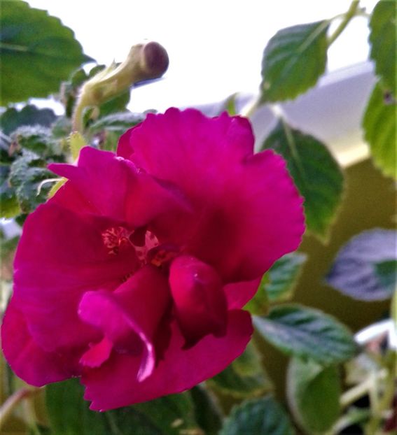 xxe - achimenes tx b j