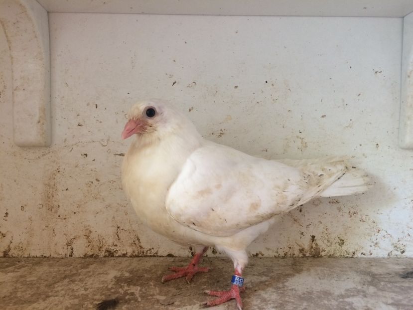 154 - 1-Lot zbor 2018