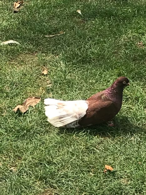 DFA1B15B-9C71-4812-ADE4-89E0685A248E - Ciungi de Bucuresti