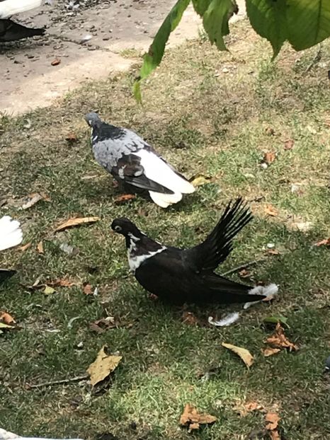 526040B2-A75F-49E6-ADC0-E76C18B68D81 - Negri turci