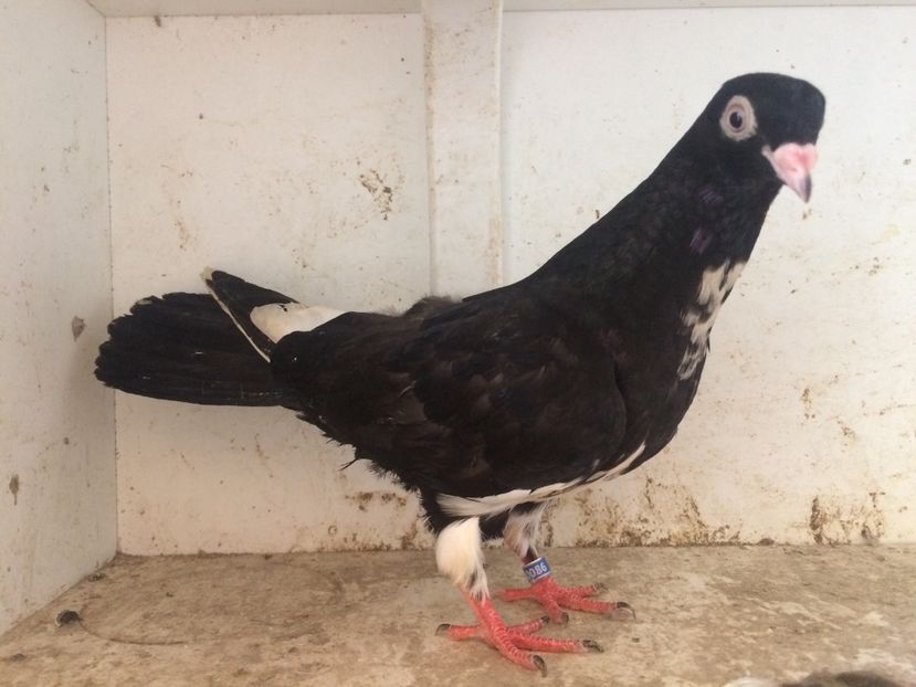 124 - 1-Lot zbor 2018