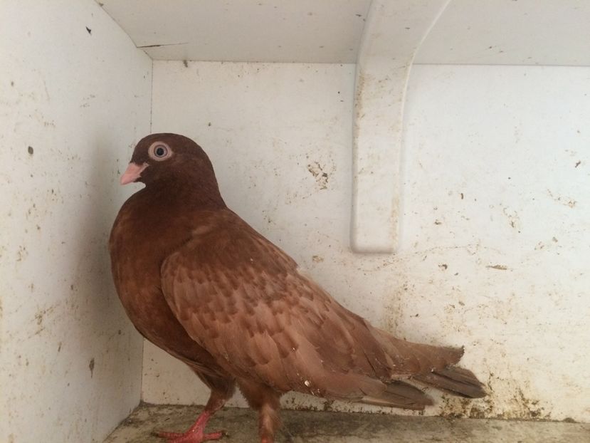 143 - 1-Lot zbor 2018