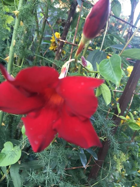 88D64AE7-F56F-4C0C-B322-FBAE16BAA7F8 - Mandeville 2018