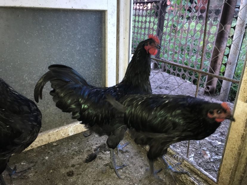 A3165AAA-136D-4728-A3D6-BFB0D3DC794E - Australorp pui - seria 1