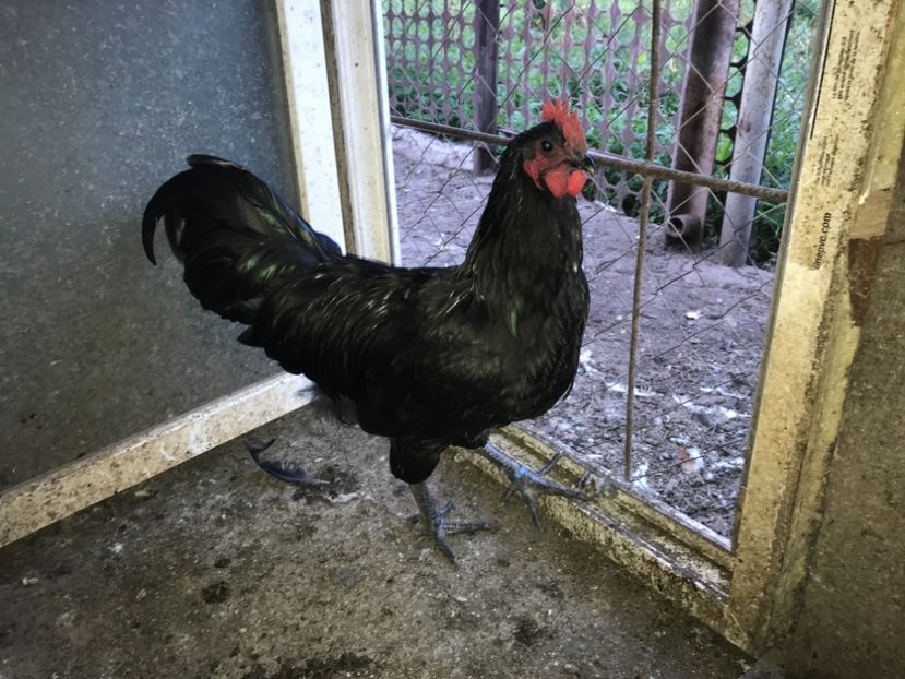 8C7AEA22-1C08-4247-A682-F7C1B20B3513 - Australorp pui - seria 1