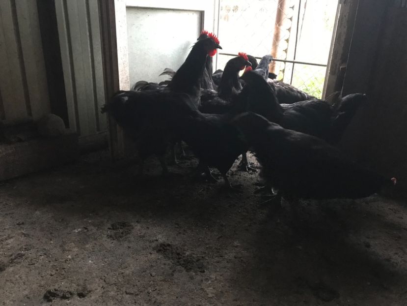 E043079F-DC8D-49CF-B870-C5C71833DFF1 - Australorp pui - seria 1