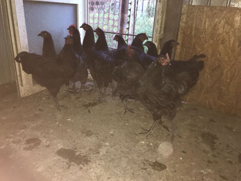 C06D7AD1-9DC9-4B40-965B-5B0171787CF7 - Australorp pui - seria 1