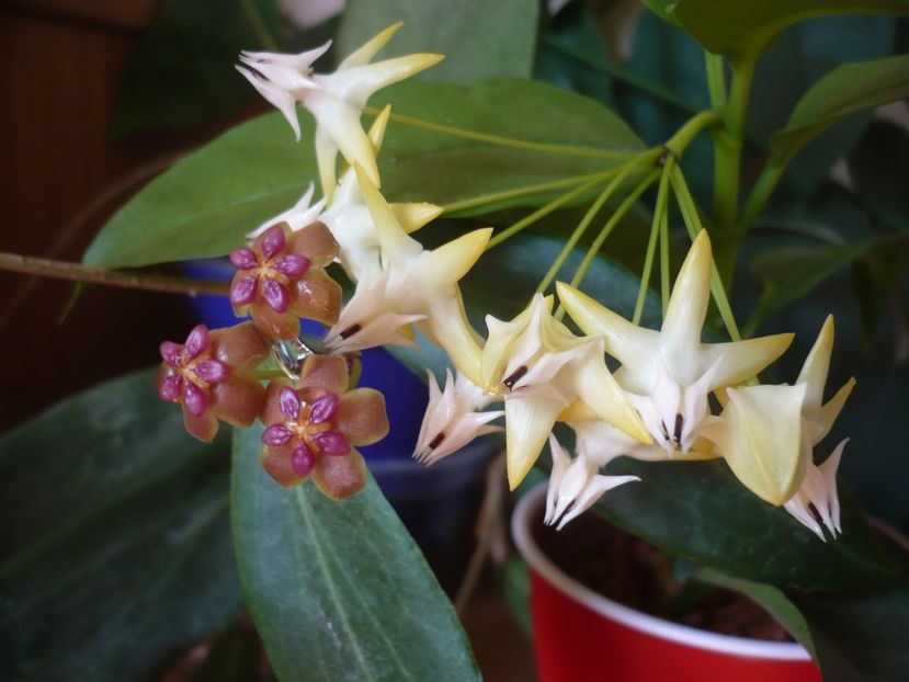 P1390557 - HOYA 2018-2