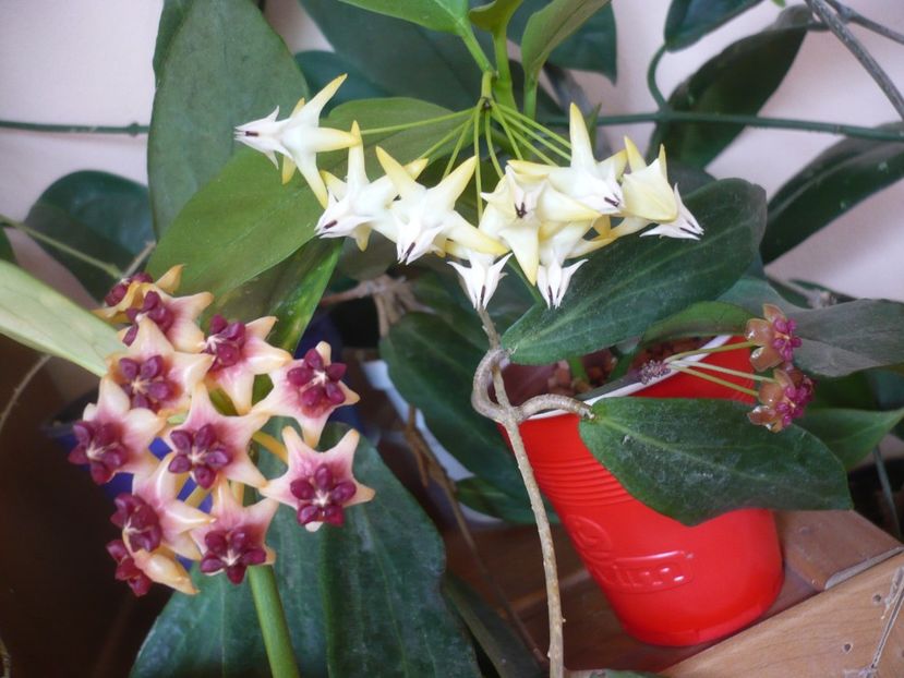 P1390563 - HOYA 2018-2