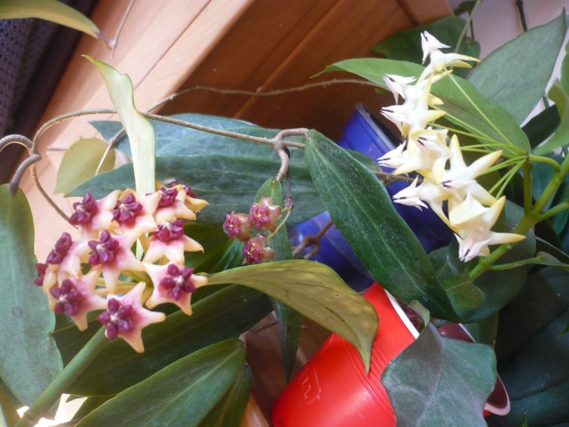 P1390564 - HOYA 2018-2