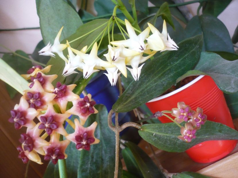 P1390565 - HOYA 2018-2