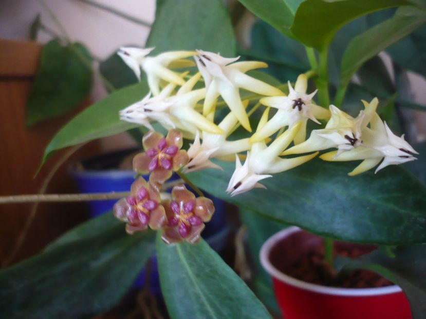 P1390590 - HOYA 2018-2