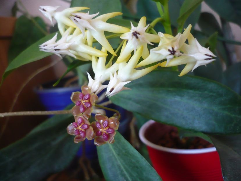 P1390591 - HOYA 2018-2