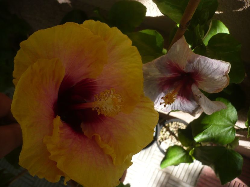 15.08.2018 - HIBISCUSI 2018-3