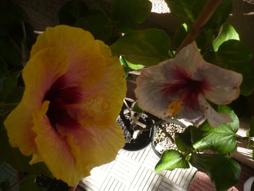 P1390570 - HIBISCUSI 2018-3