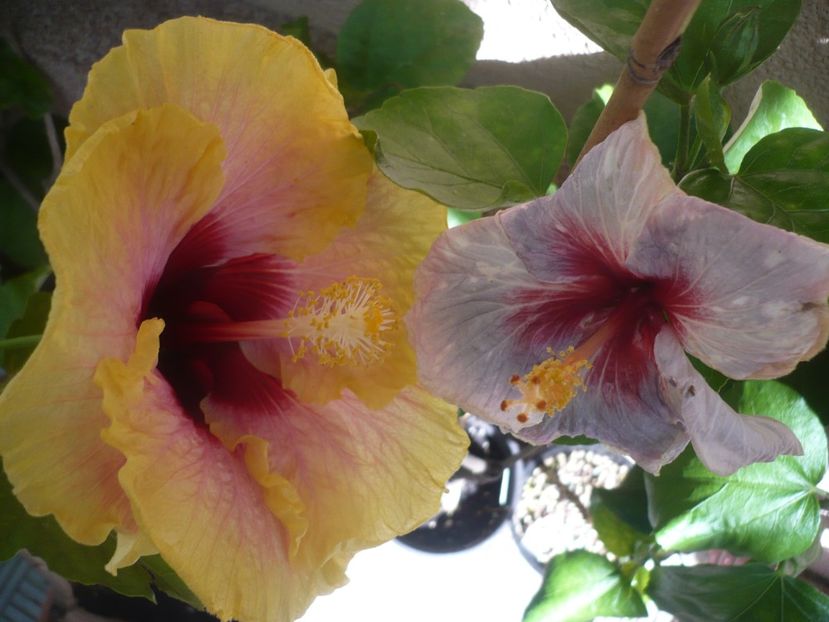 P1390572 - HIBISCUSI 2018-3