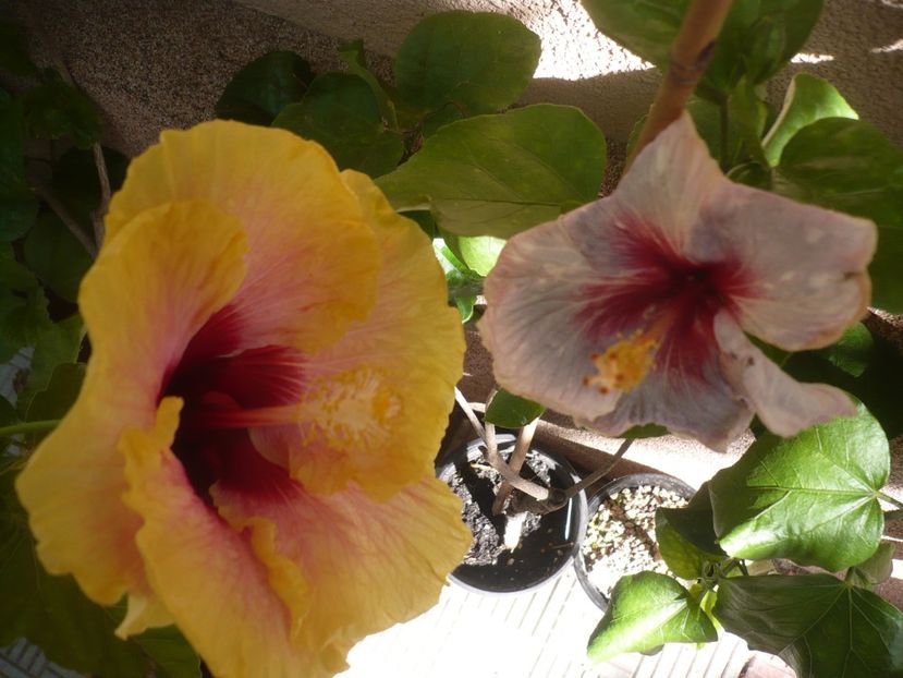 P1390573 - HIBISCUSI 2018-3