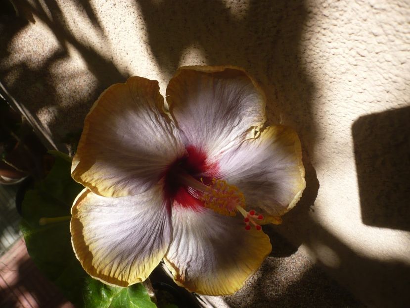 P1390574 - HIBISCUSI 2018-3