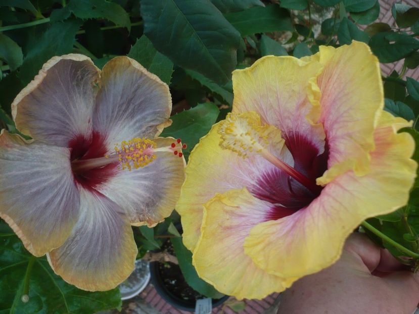 P1390577 - HIBISCUSI 2018-3