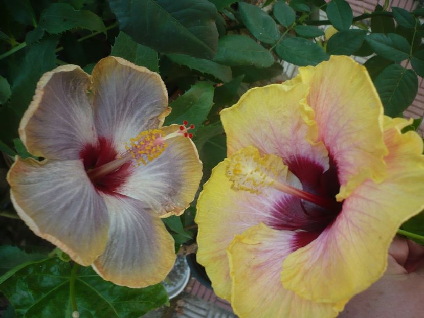 P1390579 - HIBISCUSI 2018-3