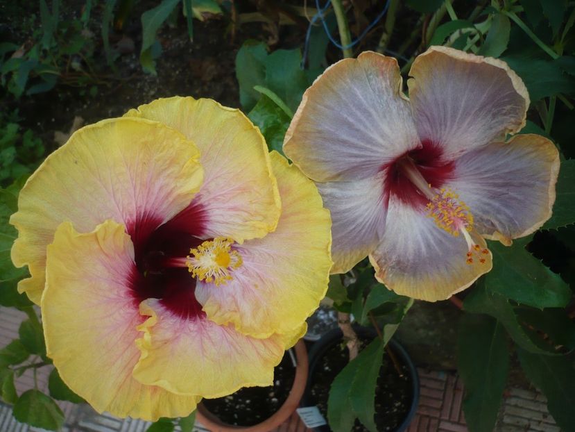 P1390580 - HIBISCUSI 2018-3