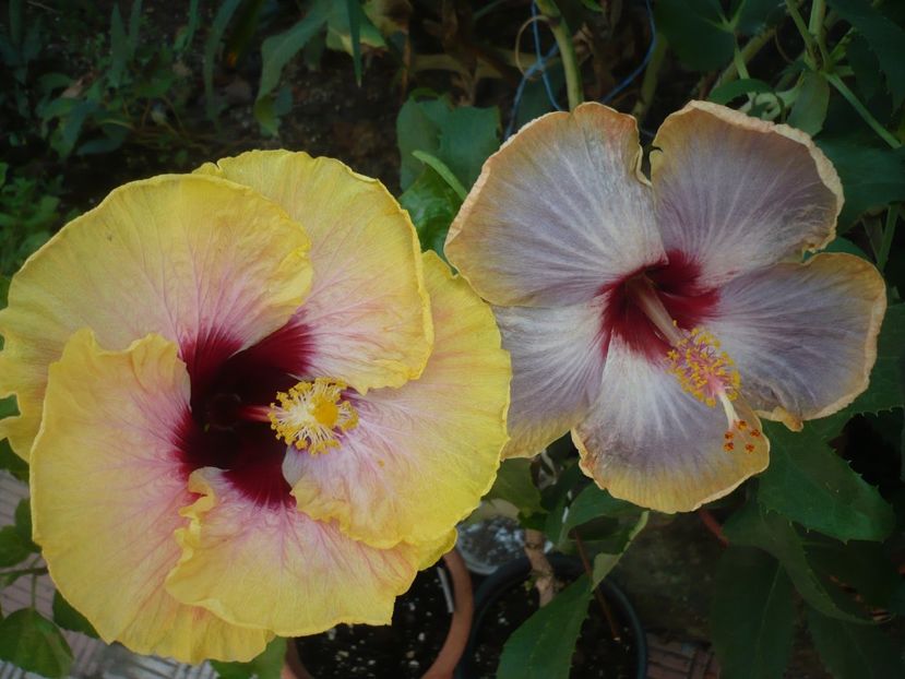 P1390581 - HIBISCUSI 2018-3