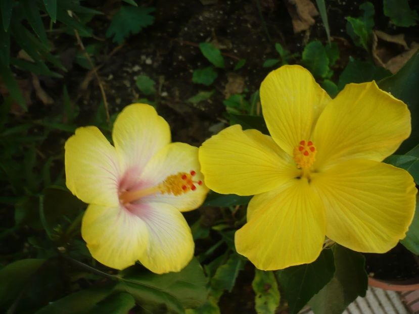 P1390582 - HIBISCUSI 2018-3