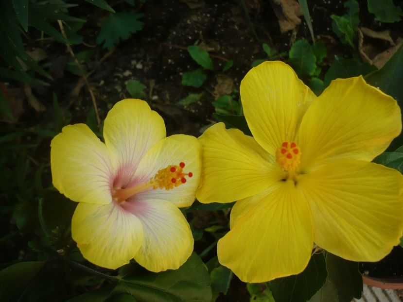 P1390583 - HIBISCUSI 2018-3