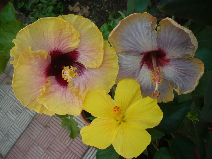 P1390584 - HIBISCUSI 2018-3