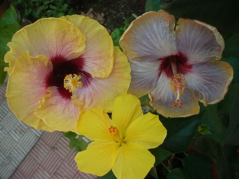 P1390585 - HIBISCUSI 2018-3