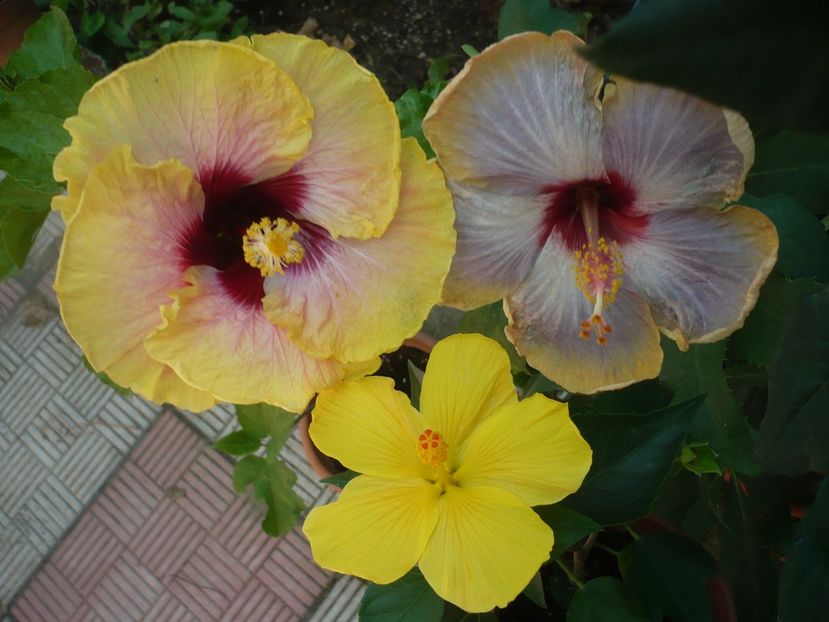 P1390586 - HIBISCUSI 2018-3