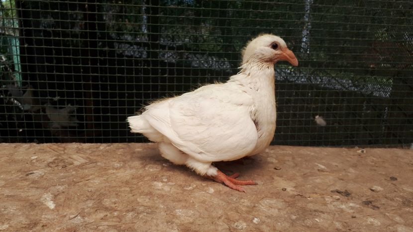 Agh - Tineret AGH 2018