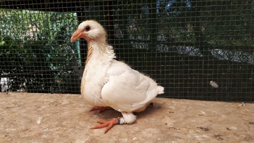 Agh - Tineret AGH 2018