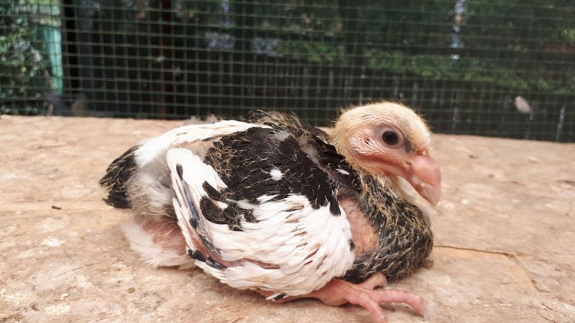 Agh - Tineret AGH 2018