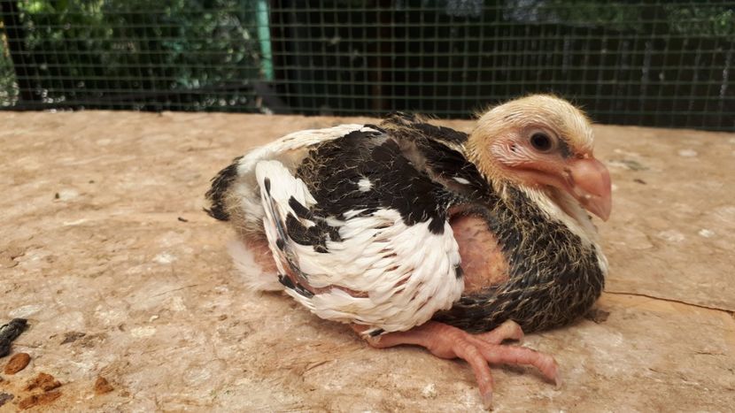 Agh - Tineret AGH 2018