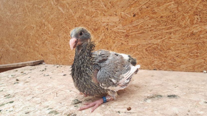 Agh - Tineret AGH 2018